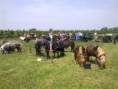 /album/menrit-05-06-2010/afb0246-jpg/